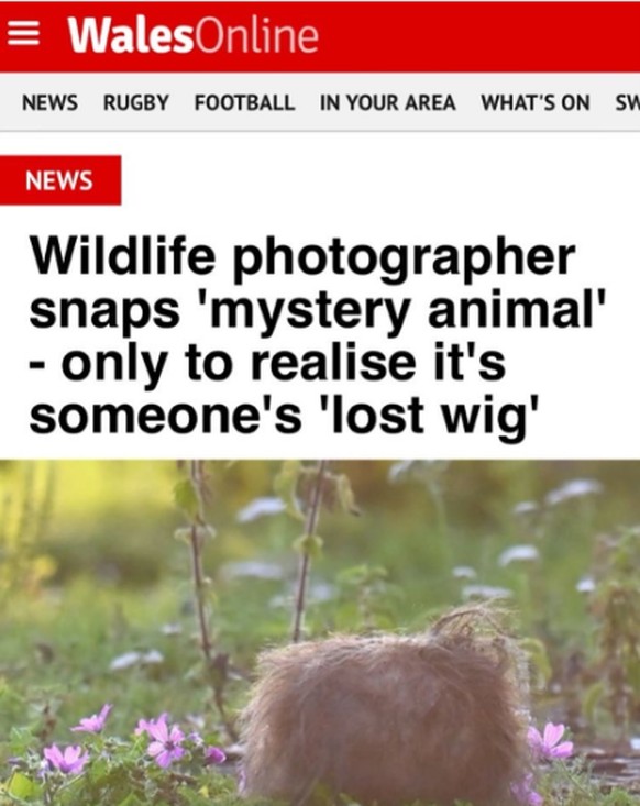 Fail: Fotograf entdeckt Tier, stellt sich als Perücke heraus