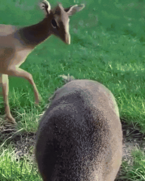 GIF animé