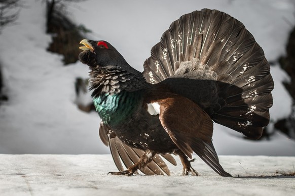 Auerhahn Rauszeit Birkhahn Birkhuhn