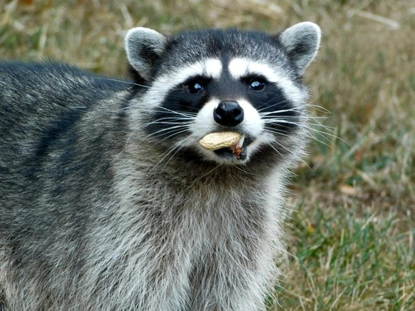cute news tier waschbär

https://www.reddit.com/r/Raccoons/comments/16l5tz9/sunday_brunch_with_boone/