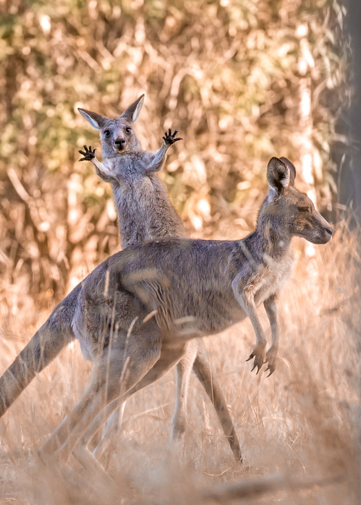 The Comedy Wildlife Photography Awards 2023
Lara Mathews
Melbourne
Australia
Title: Boing!
Description: Taken at Westerfolds Park, a beautiful and surprisingly wild pocket of land in the eastern subu ...