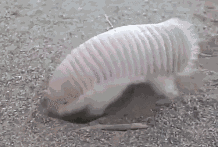 GIF animé