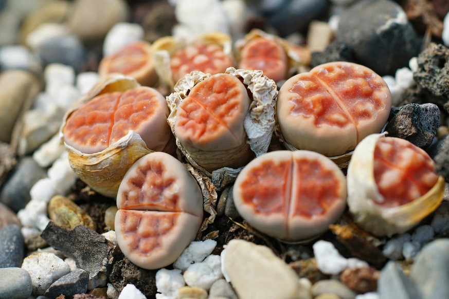 Lithops karasmontana.