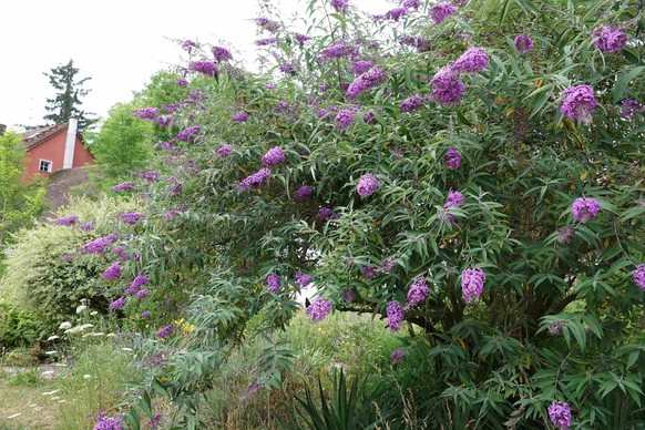 L'arbre à papillon (Buddleja davidii, en latin) est une espèce très courante des jardins suisses.