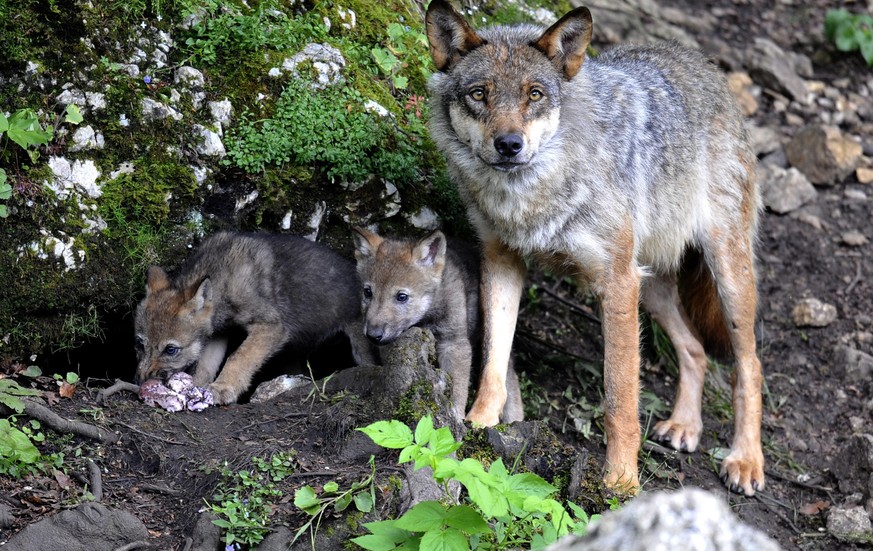 ZUM ENTSCHEID DES STAENDERATS, DEN SCHUTZ DES WOLFS NICHT AUFZUHEBEN, STELLEN WIR IHNEN AM MITTWOCH 9. MAERZ 2016 FOLGENDES BILDMATERIAL ZUR VERFUEGUNG --- Two wolf cubs born end of May eat under the  ...