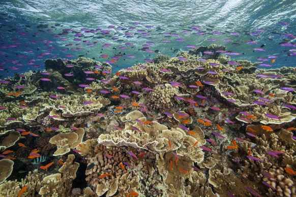 In this photo provided by the Great Barrier Reef Marine Park Authority small fish school in waters of Ribbon Reef No 10 near Cairns, Australia, Sept. 12, 2017. The Australian government on Friday, Jan ...