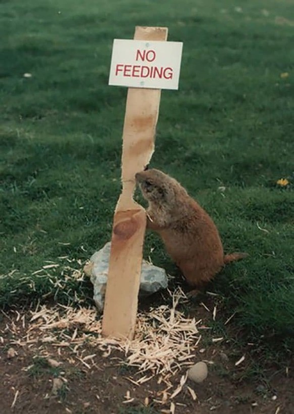 cute news tier

https://imgur.com/t/aww/ttOZJuQ