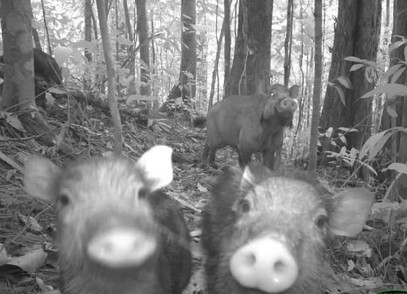 cute news tier wildschwein

https://www.instagram.com/p/DDOA9xfpkFx/