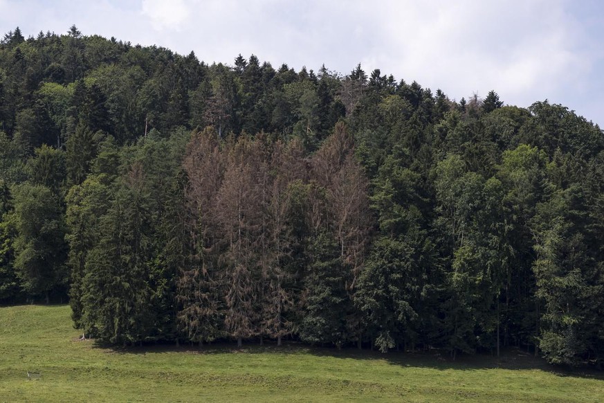 Les forêts d’épicéas sont particulièrement vulnérables face à la sécheresse.