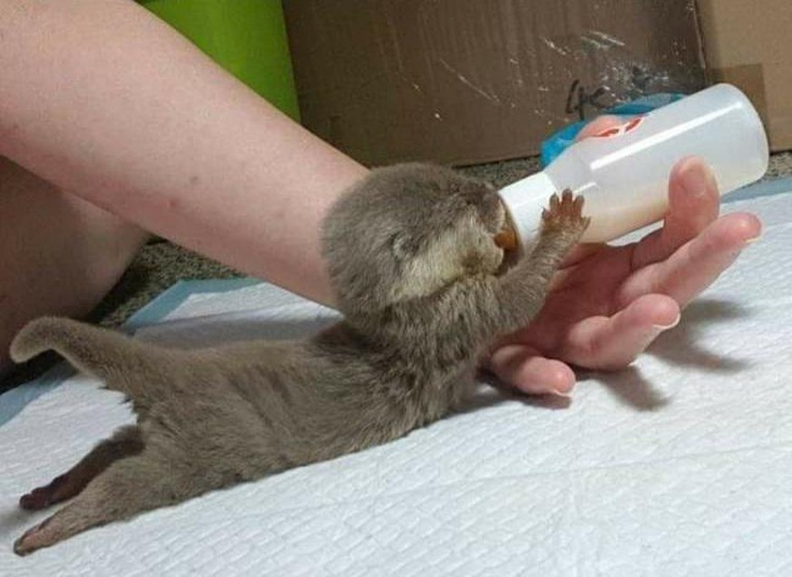 Vous n'avez jamais vu un bébé loutre aussi mignon, promis!