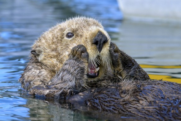 cute news tier seeotter