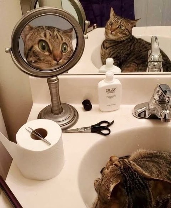 cute news tier katze

https://www.instagram.com/p/DTcf1G_jFxZ/