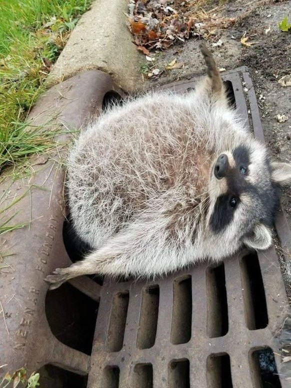 cute news tier waschbär

https://ch.pinterest.com/pin/68747423282/