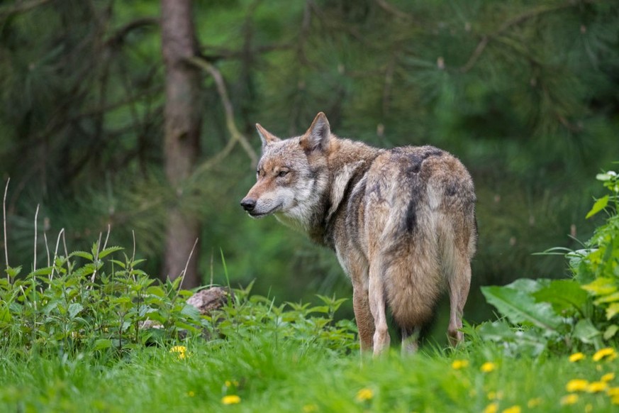 La Suisse n&#039;a toujours pas remis son rapport sur l&#039;état actuel et les effets de la «régulation proactive» des loups.