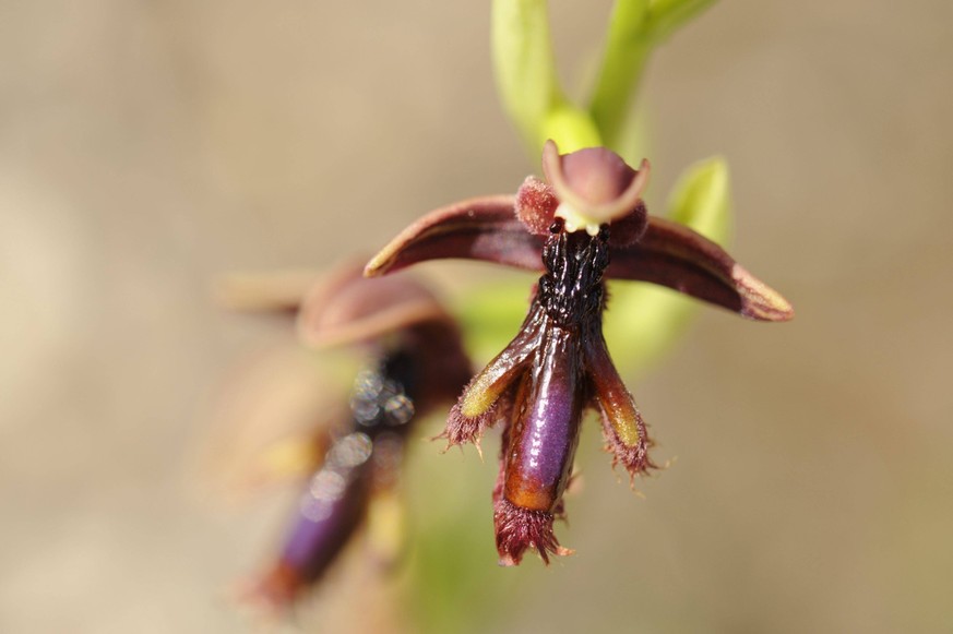 Ophrys Regis-Ferdinandii.