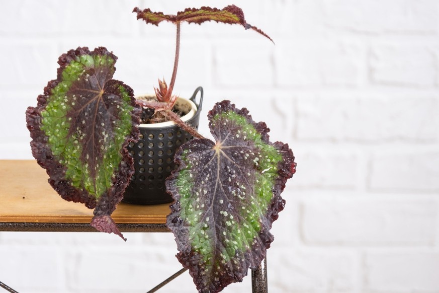 Begonia rex.
