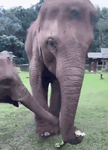 GIF animé