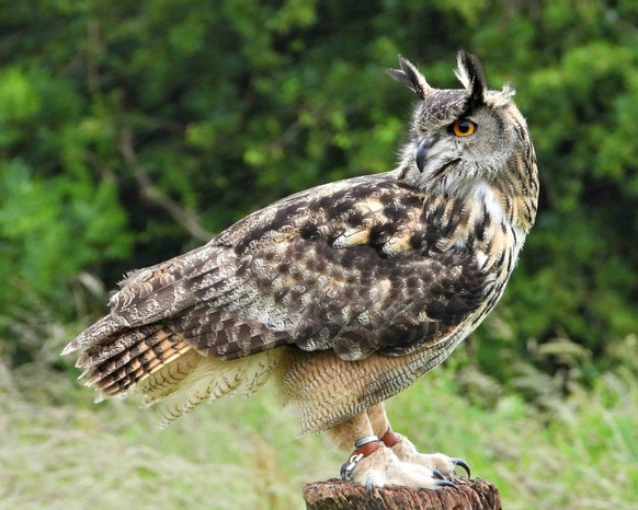 Le hibou grand-duc est le plus grands rapace présent sur le territoire ukrainien.