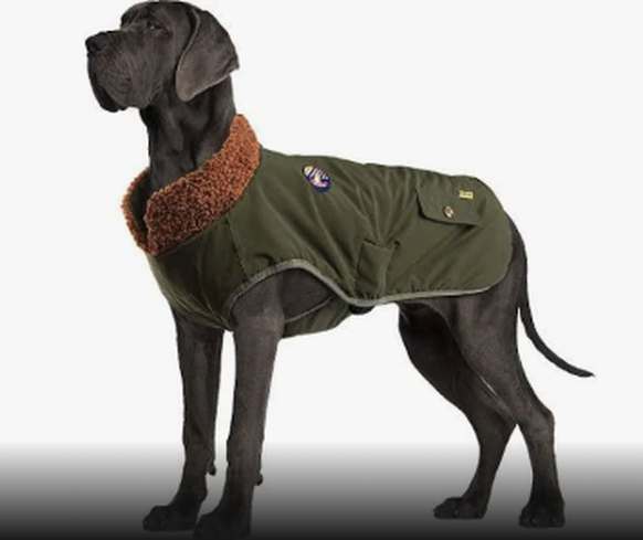 Manteau pour chien trouvé sur Amazon.