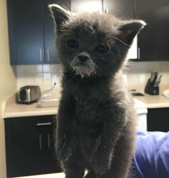 cute news tier katze

https://imgur.com/t/cat/tJBWIbR