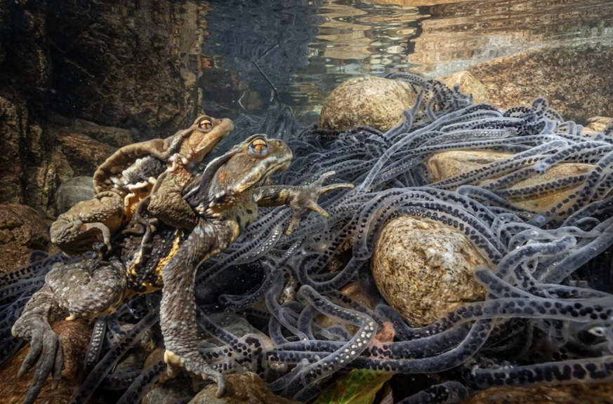 Naturbilder des Jahres, Tierbilder, World Nature Photography Awards