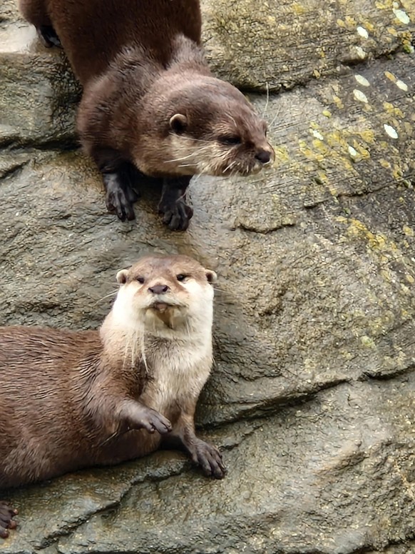 cute news tier otter

https://www.reddit.com/r/Otters/comments/125mtie/more_of_my_college_otters_shelly_and_stumpy/