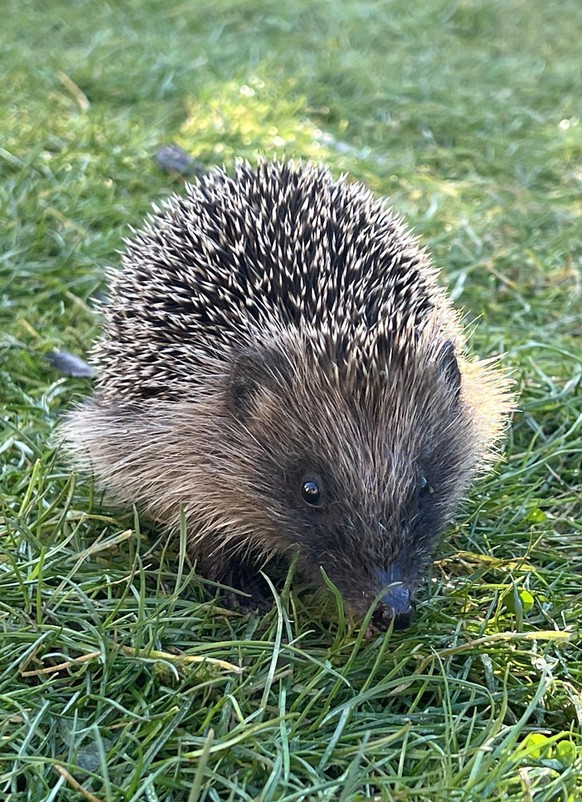 cute news animal tier igel Hedgehog

https://www.reddit.com/r/Hedgehog/comments/t4iv1m/daytime_hedgehog_andover_hampshire_united_kingdom/