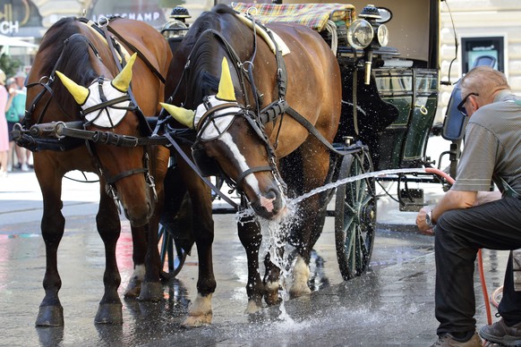 A Fiaker horse carriage rider cools his horses on a hot summer day in the city center of Vienna, Austria, Saturday, June 27, 2026. (AP Photo/Heinz-Peter Bader)
Austria Weather Extreme Heat