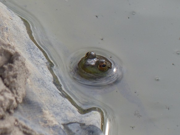 cute news tier frosch

https://www.reddit.com/r/frogs/comments/13a0q7y/frog_time/