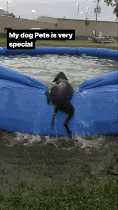 GIF animé