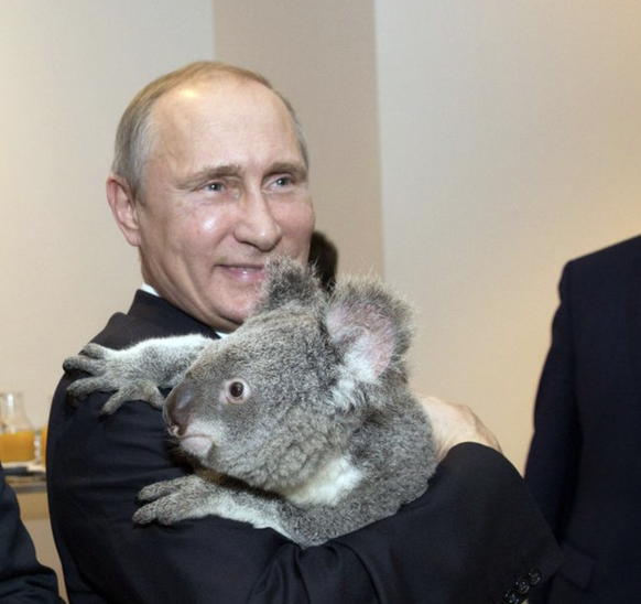 Valdimir Poutine avec un koala