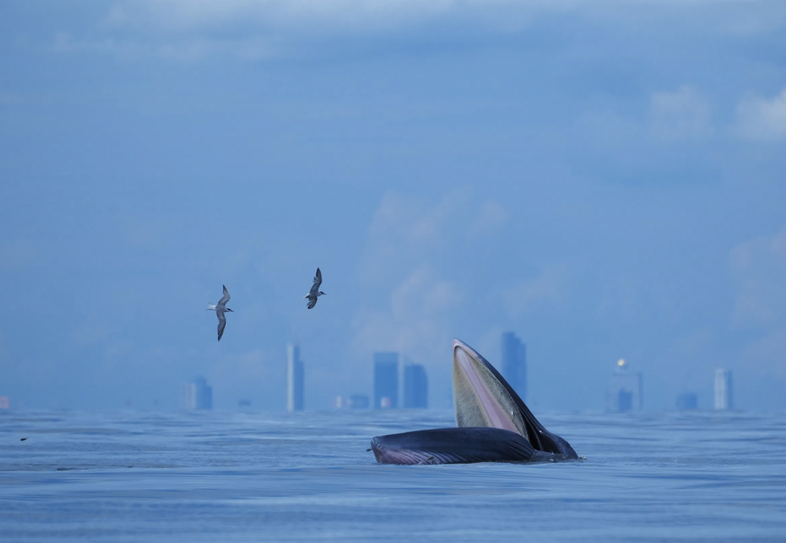 Une baleine de Bryde devant le skyline de Bangkok.