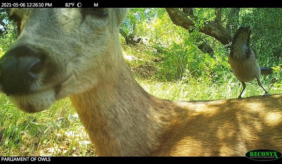cute news tier reh vogel wildtierkamera

https://x.com/Trail_Cams/status/1727739644534575480/photo/1
