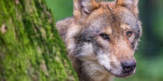 Loups: le mouton ne représente qu’une petite partie de ses repas