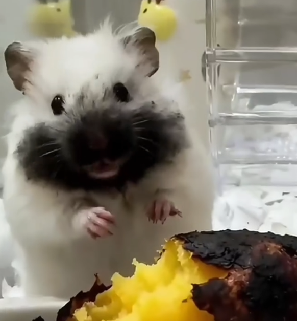Hamster