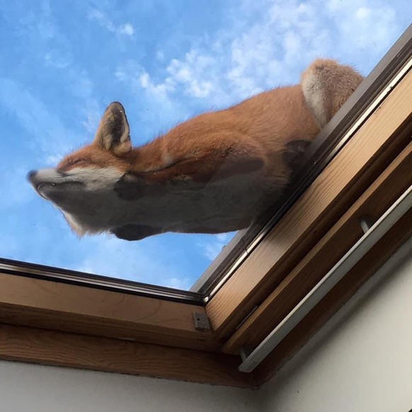 cute news animal tier fuchs fox

https://www.reddit.com/r/pics/comments/shhewx/firefox_is_supported_on_windows/