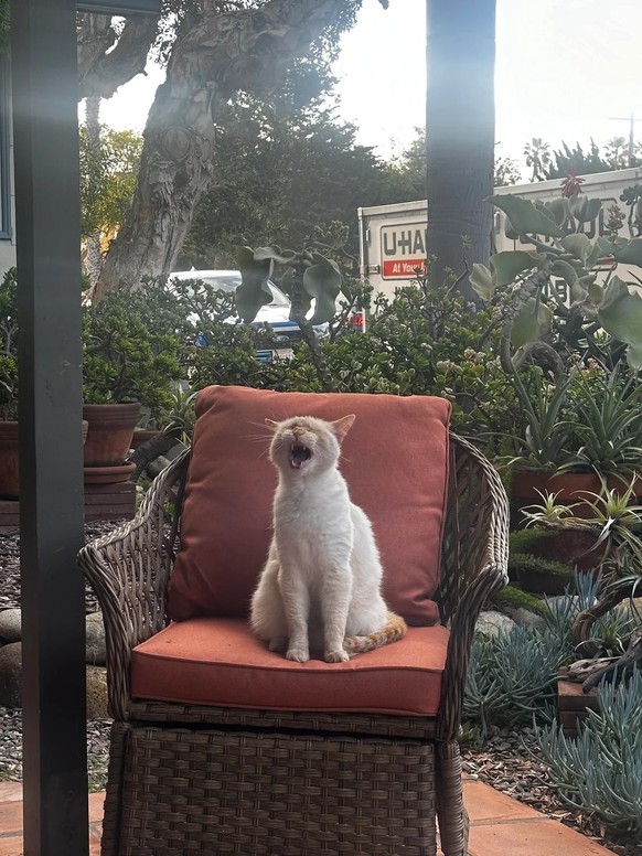 cute news tier katze

https://www.reddit.com/r/notmycat/comments/1rq4esk/recently_moved_into_new_apartment_and_it_came/