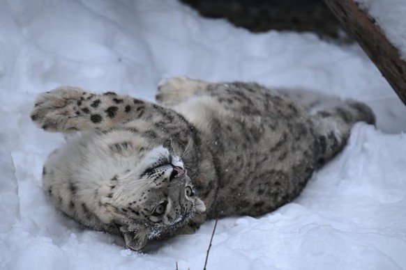 cute news tier schneeleopard

https://www.reddit.com/r/snowleopards/comments/1pqxql3/daily_snow_leopards_day_1647/