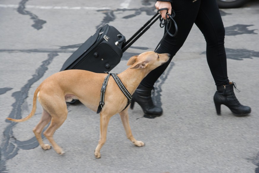 © FOUR PAWS | Tibor Rauch
Le chien Benni part en voyage.