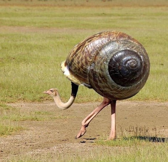 cute news tier emu schnecke photoshop

https://ch.pinterest.com/pin/27443878973291388/