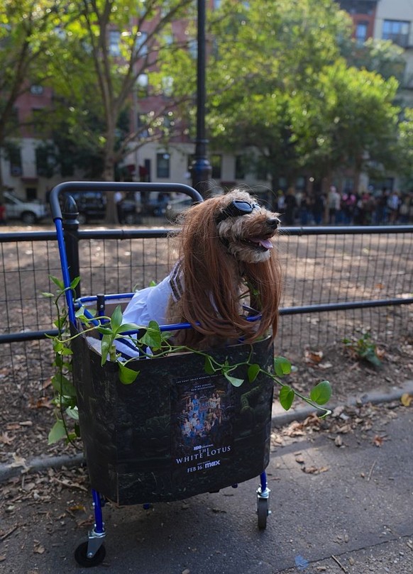 NEW YORK, UNITED STATES - OCTOBER 19: Dog owners in New York City are participating in the Tompkins Square Halloween Dog Parade, dressing their furry friends in colorful costumes on Sunday, October 19 ...