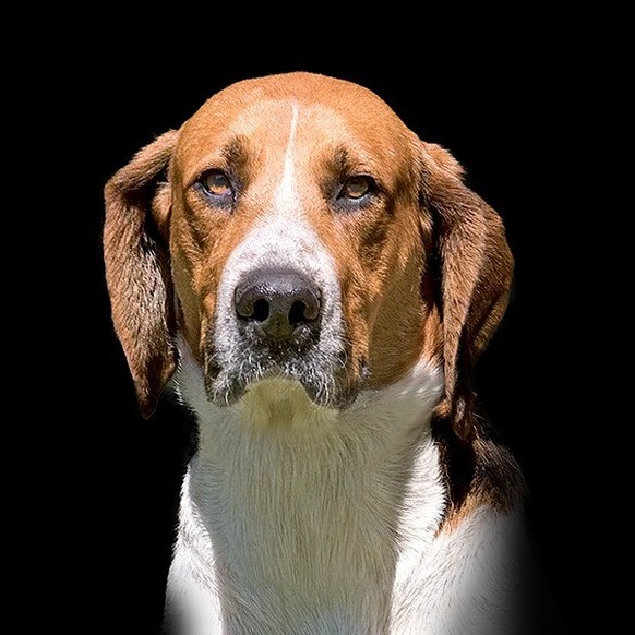 Grand Anglo-Français Tricolore.