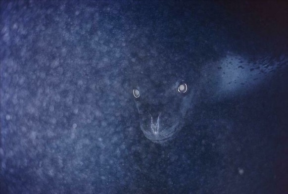 Ceci est un léopard de mer, un animal qu'on n'a pas envie de croiser mais heureusement, aucun n'a encore été vu dans le lac Léman.