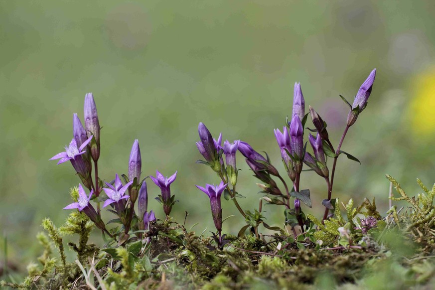 Sans être considérée comme étant formellement en danger, la Gentiane d'Allemagne est néanmoins menacée en Suisse. On touche avec les yeux!