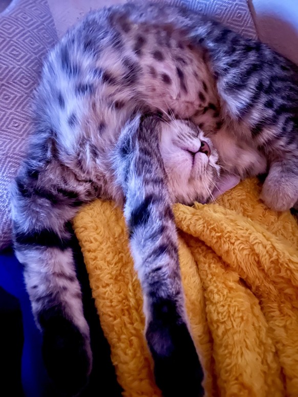 cute news tier katze

https://www.reddit.com/r/WhatsWrongWithYourCat/comments/1hrlliv/i_think_shes_lost_her_head/