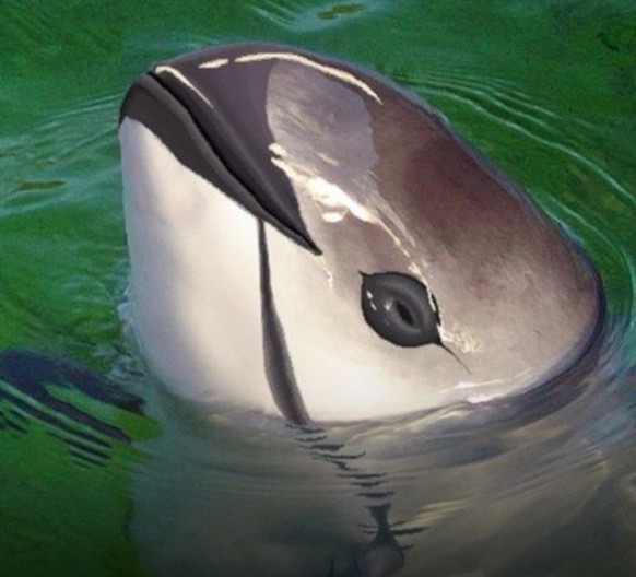 cute news tier vaquita

https://www.instagram.com/p/DH3-V8cyv1o/?img_index=1