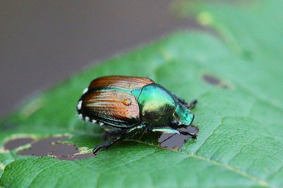 Le scarabée japonais, insecte nuisible pouvant causer de graves dommages, risque d&#039;infester de nouvelles régions en Suisse.