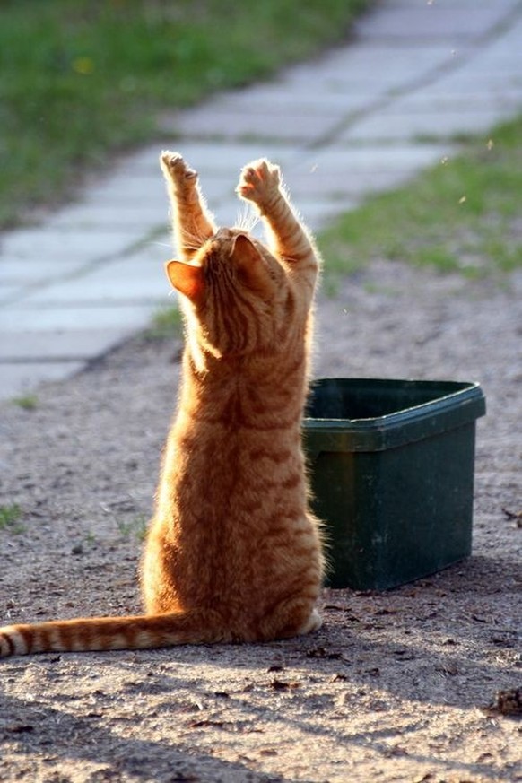 cute news tier katze

https://www.reddit.com/r/CatsBeingCats/comments/zemeb8/oh_grant_us_thy_fish/