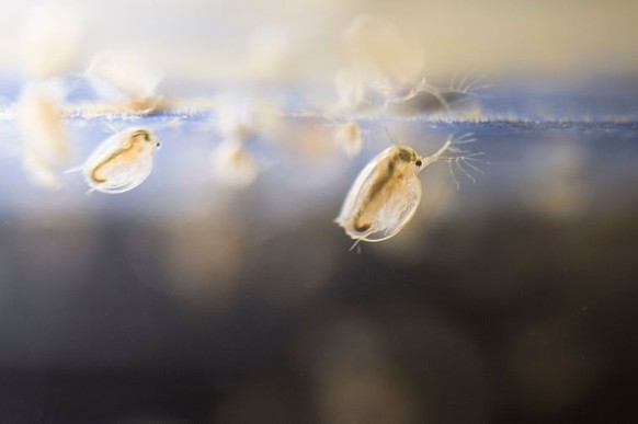 On ne sait pas quel effet les accidents chimiques ont sur les micro-organismes et les petites créatures telles que ces puces d’eau.
