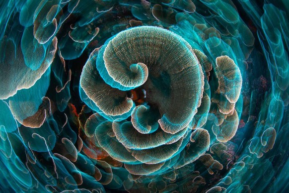 World Nature Photography Awards 2021: Nature - Art, 3. Platz, Gabriel Barathieu, Mayotte. Lettuce coral, Raja Ampat, Indonesia.